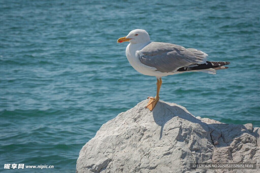 海鸥立于礁石望碧海