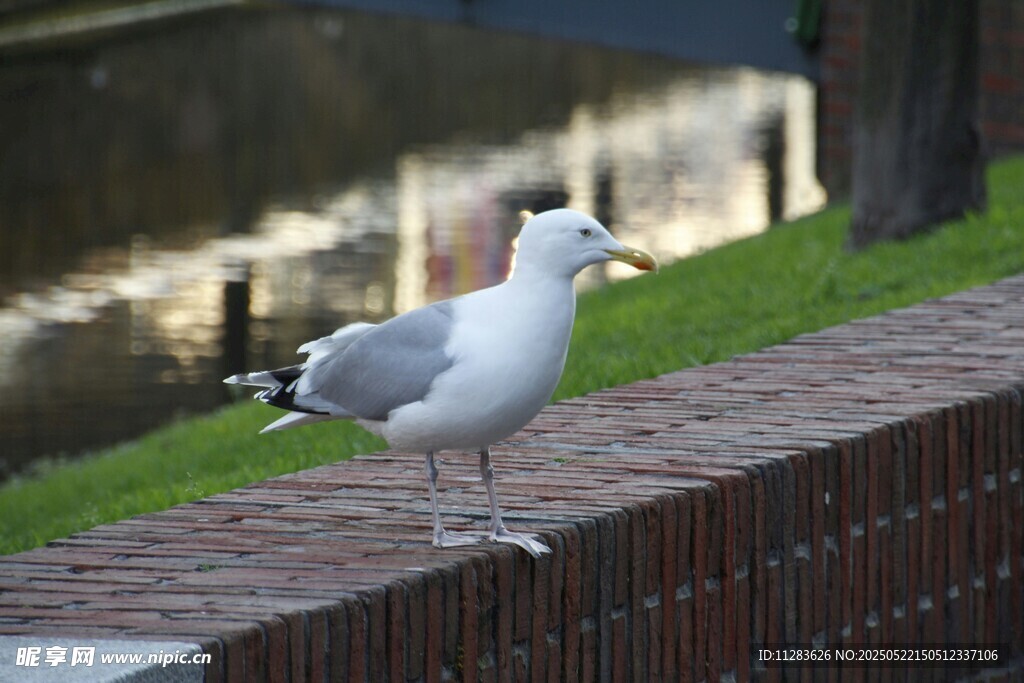 站在砖墙上的海鸥