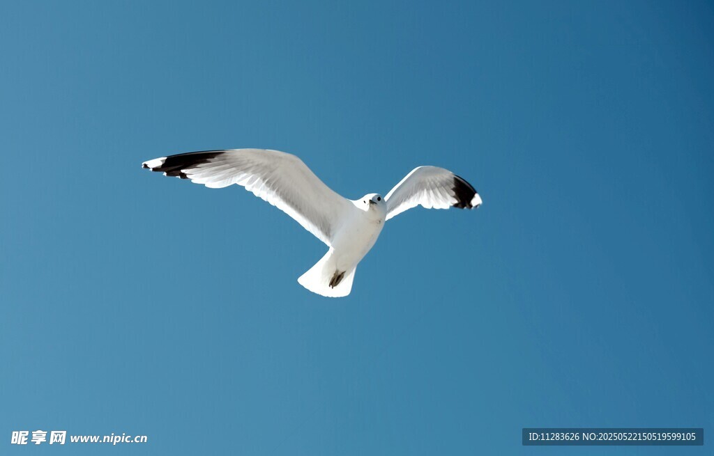 蓝天中翱翔的海鸥