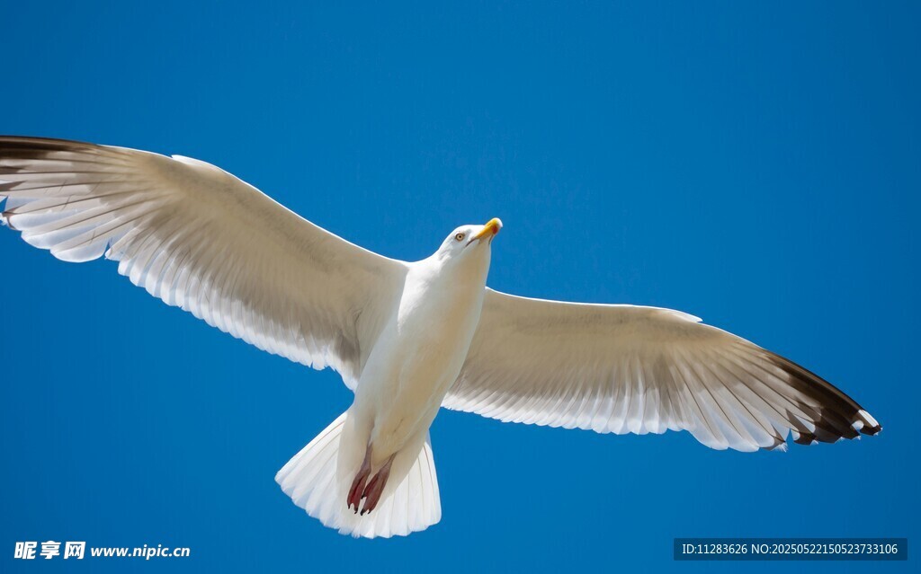 蓝天中翱翔的白色海鸥