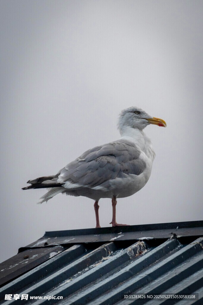 屋顶上的海鸥