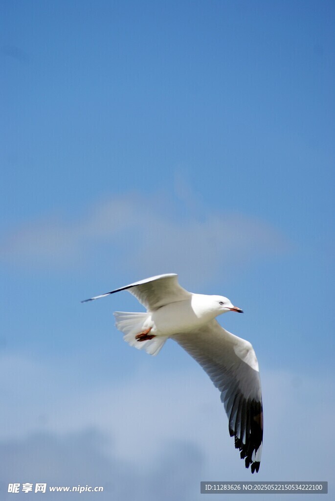 蓝天中翱翔的白色海鸥