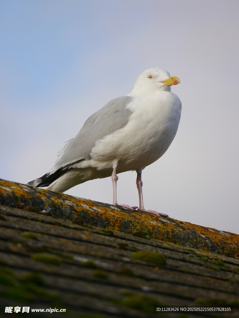 屋顶上的海鸥