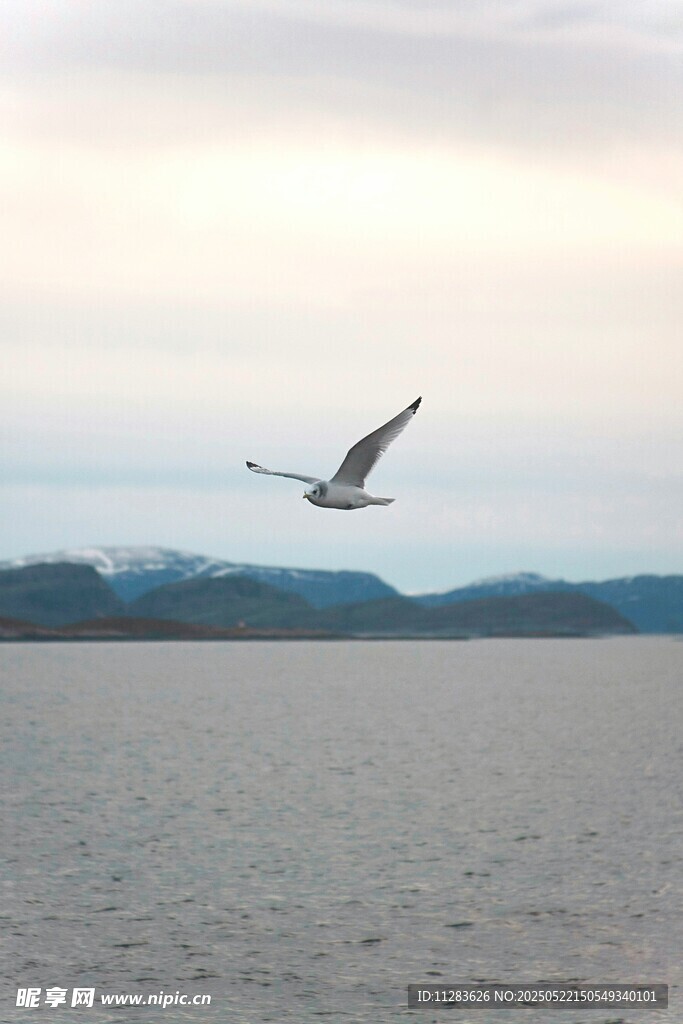 海鸟翱翔于广阔海面