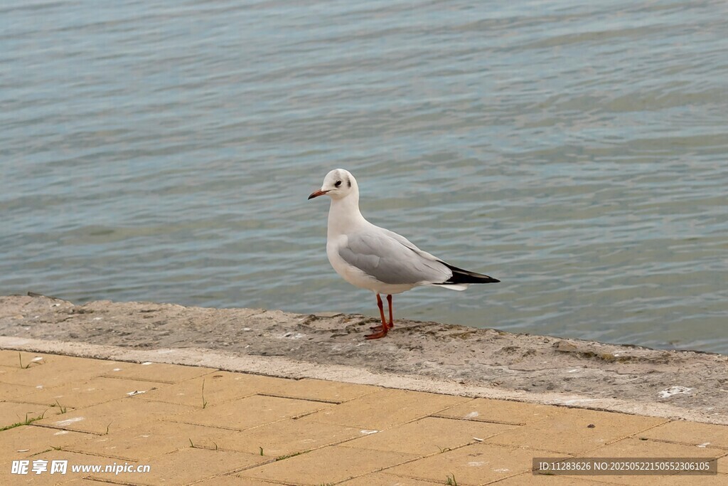 岸边海鸥独立