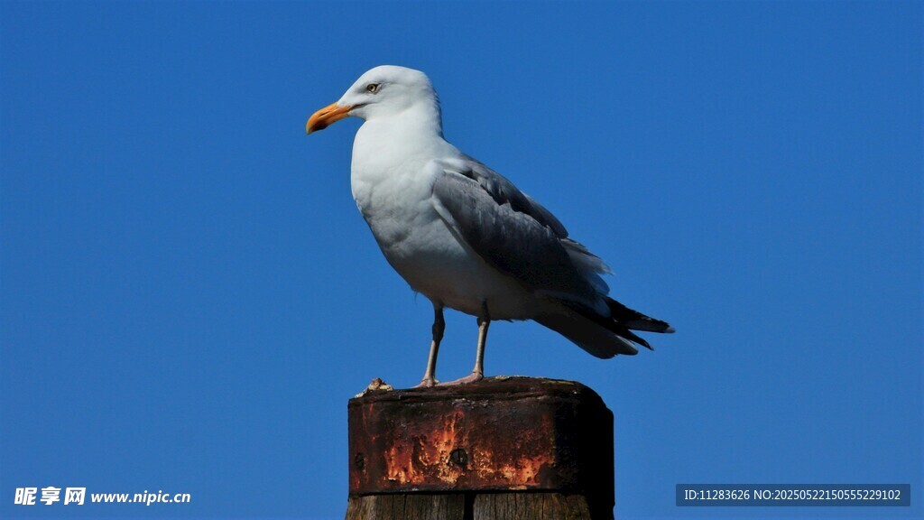 海鸥立于柱上