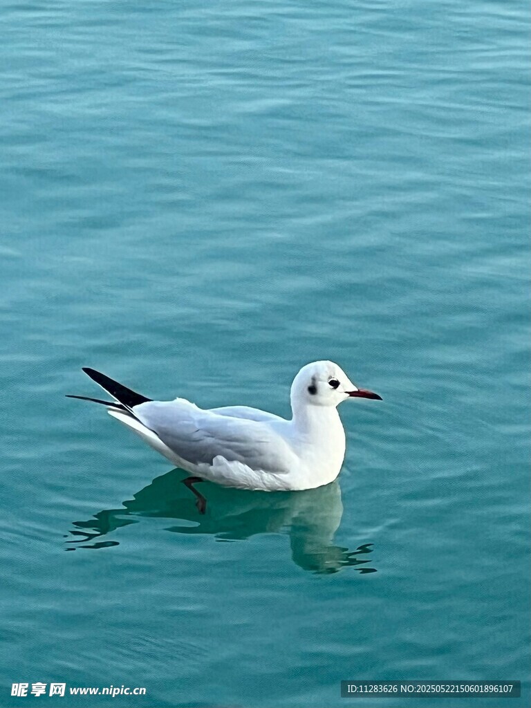 水面上的海鸥