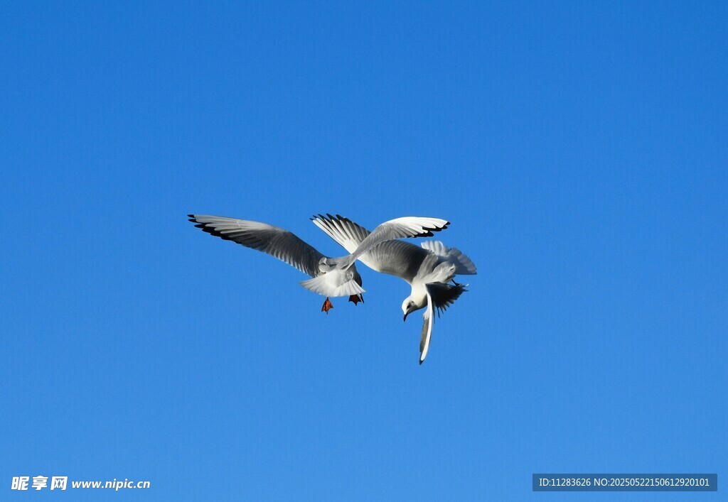 蓝天中飞翔的两只海鸥