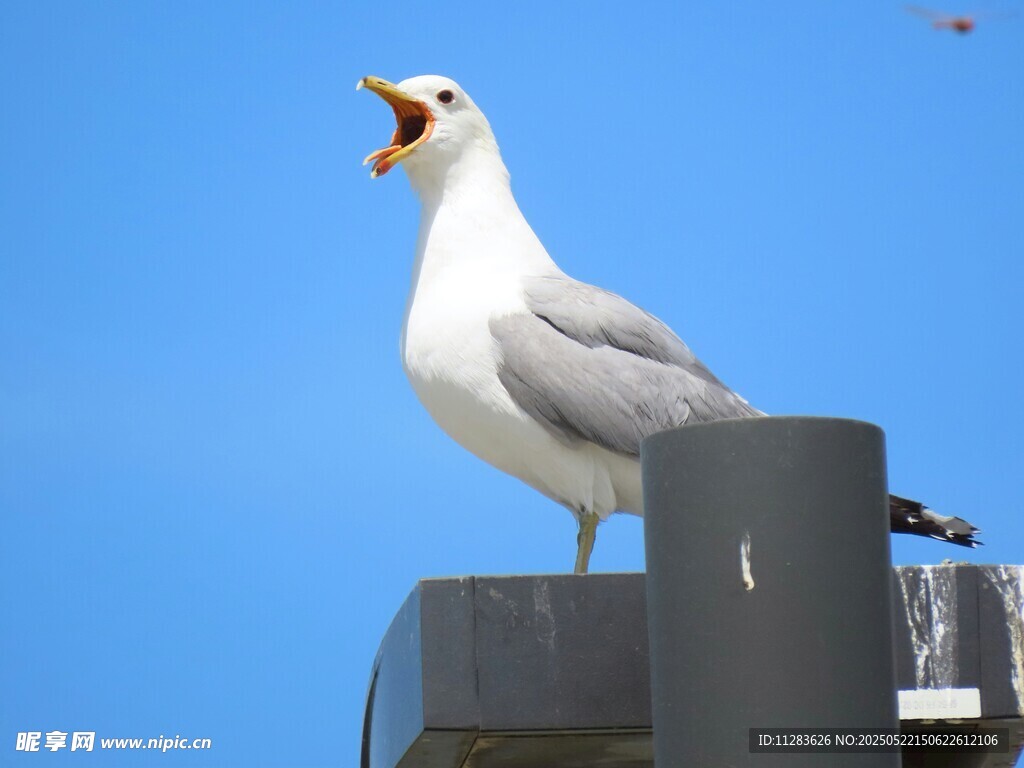 海鸥立于杆上张嘴鸣叫