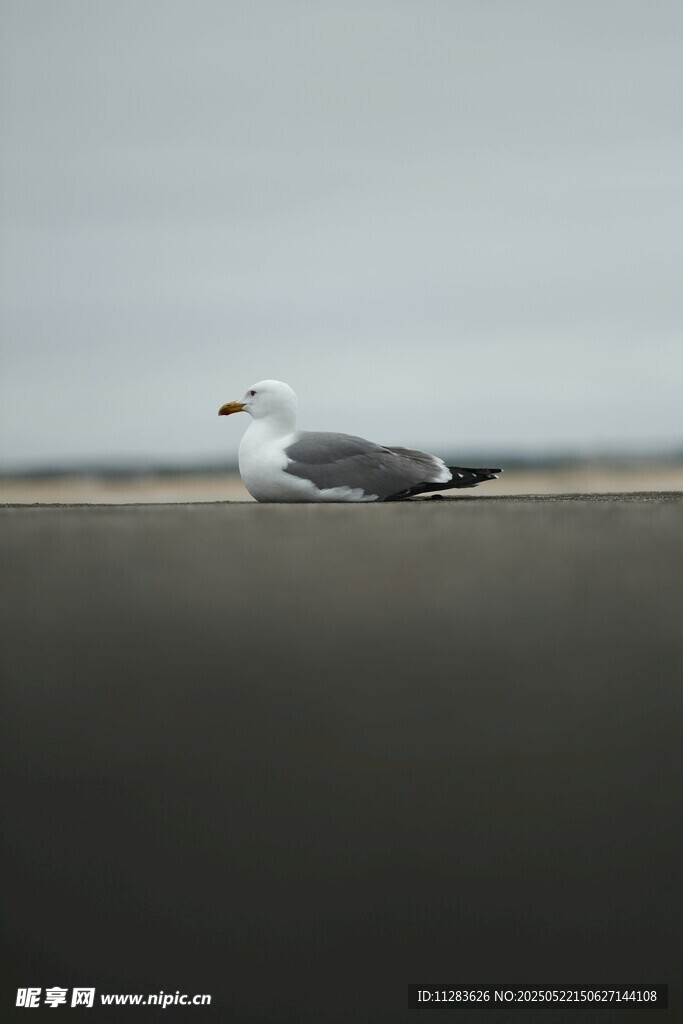 海边单只海鸥展翅飞翔