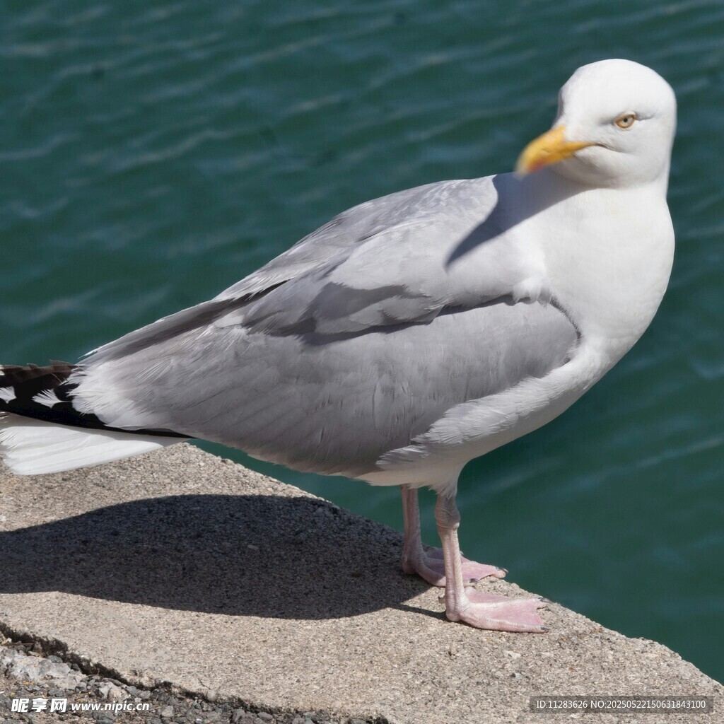 站在岸边的灰白海鸥