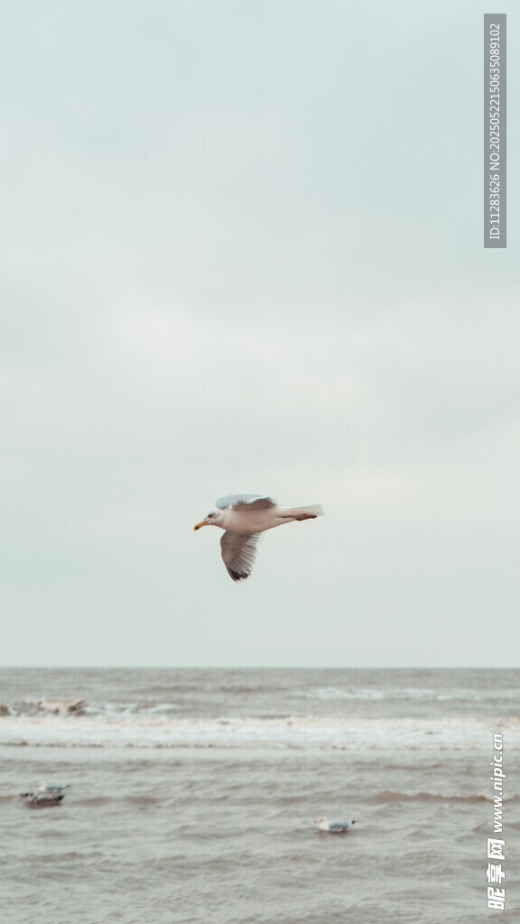 海鸟翱翔于海面