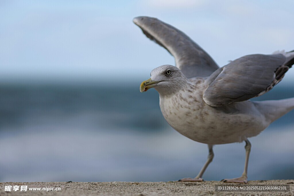 展翅欲飞的海边海鸥