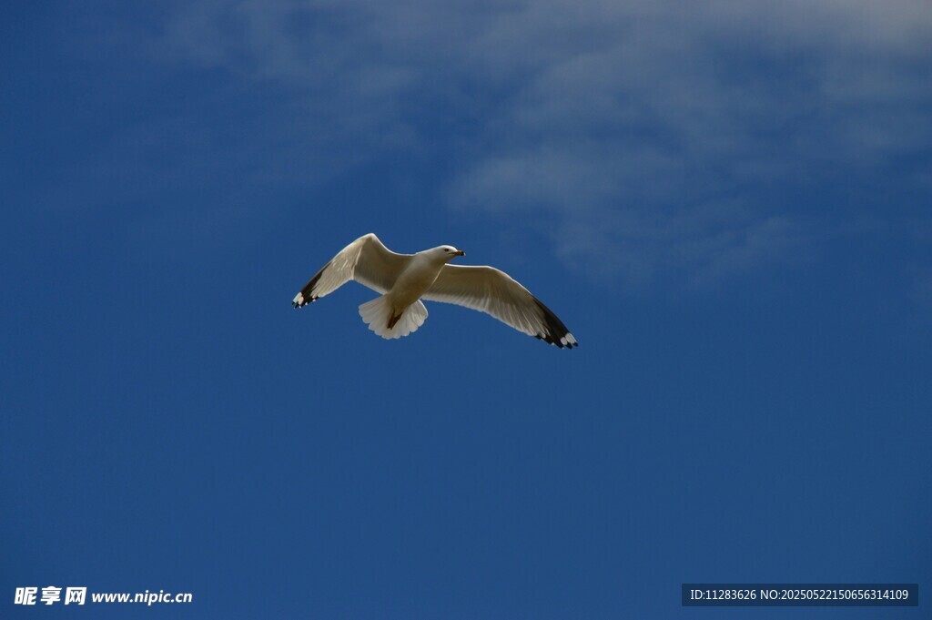 蓝天中翱翔的海鸥