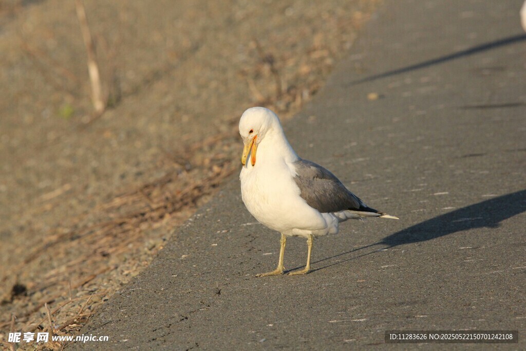路边站立的海鸥