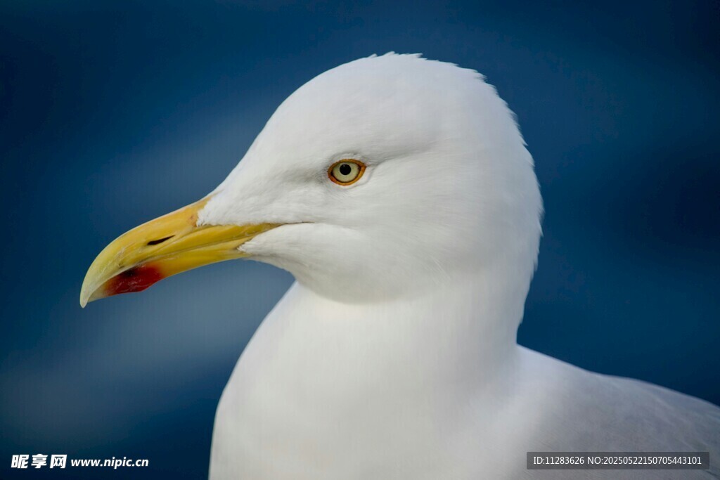 白海鸥特写