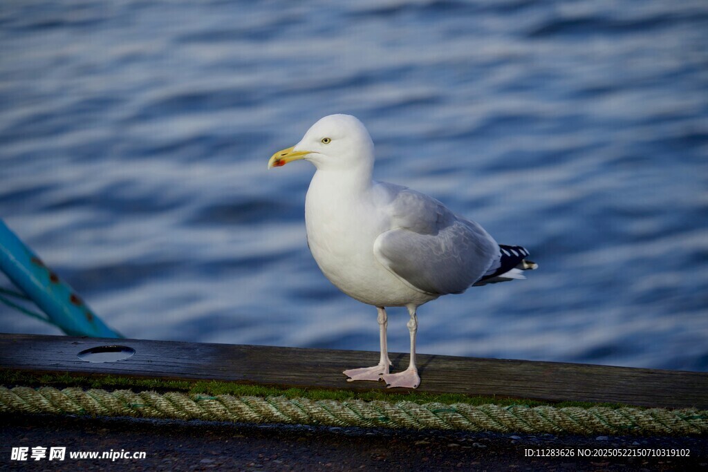 码头边的海鸥