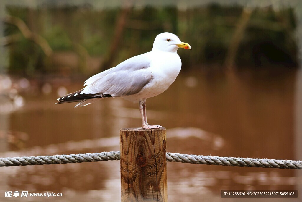 木桩上的海鸥