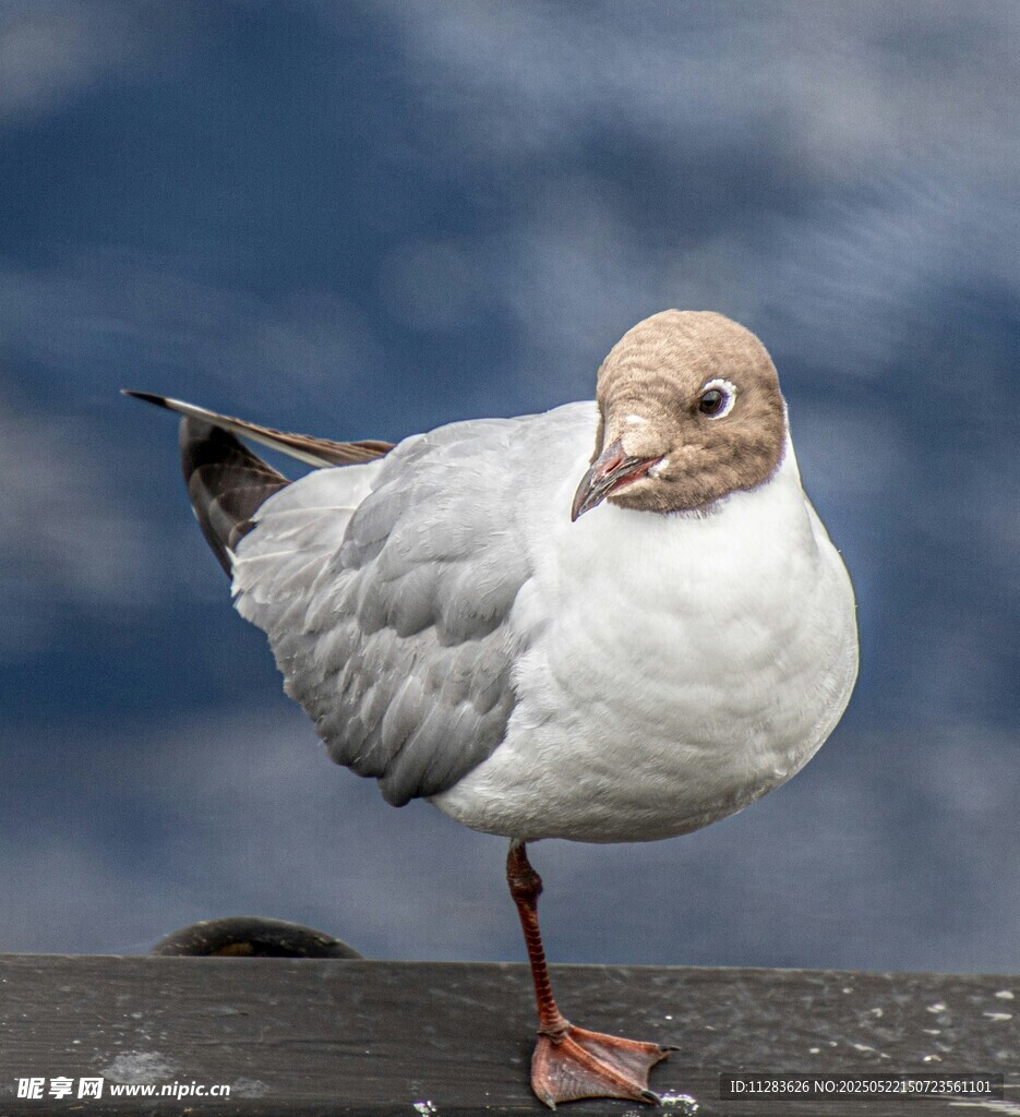 单只海鸥静立