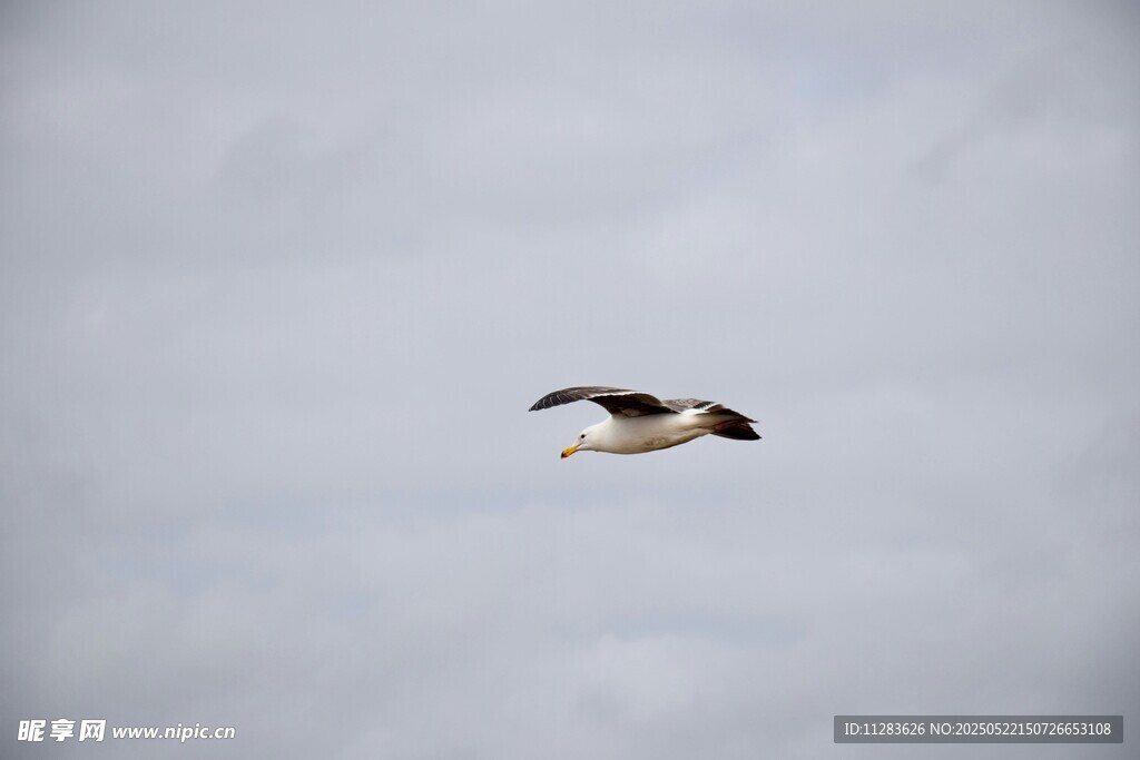 天空中飞翔的一只鸟儿