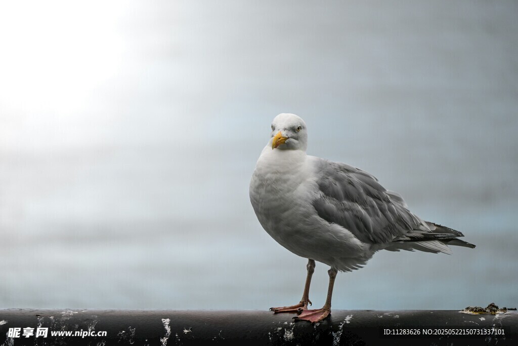 孤独海鸥立于栏杆