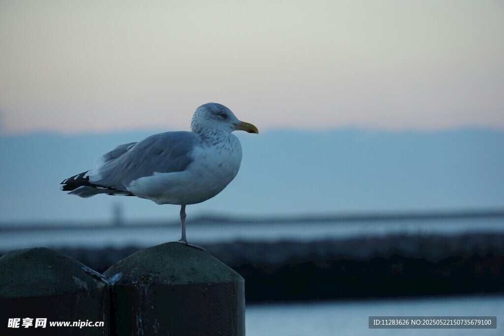 海鸥立于木桩眺望远方