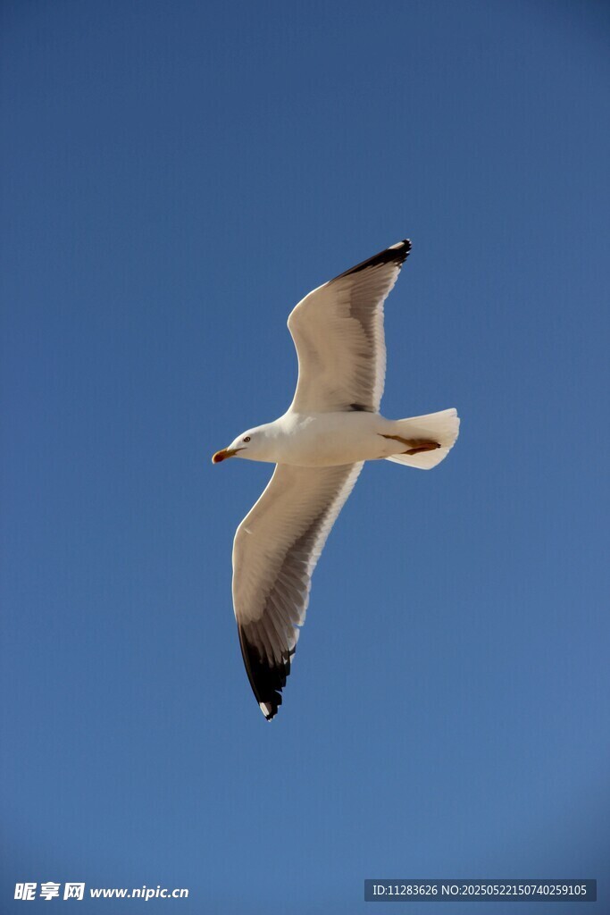 蓝天中翱翔的海鸥