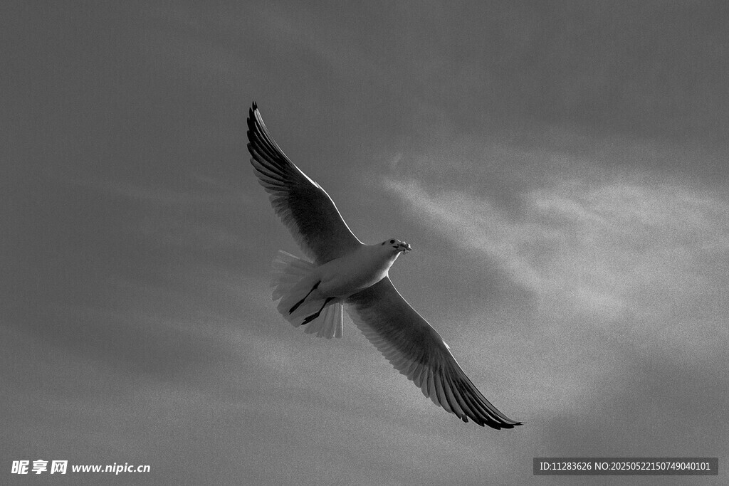 翱翔天际的飞鸟