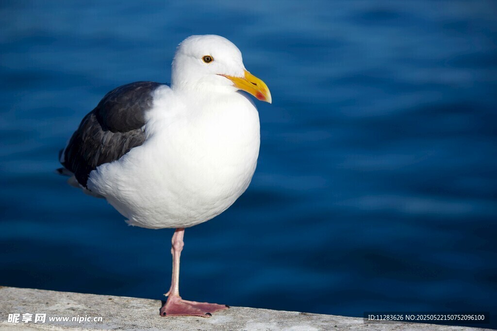 海边单脚站立的海鸥