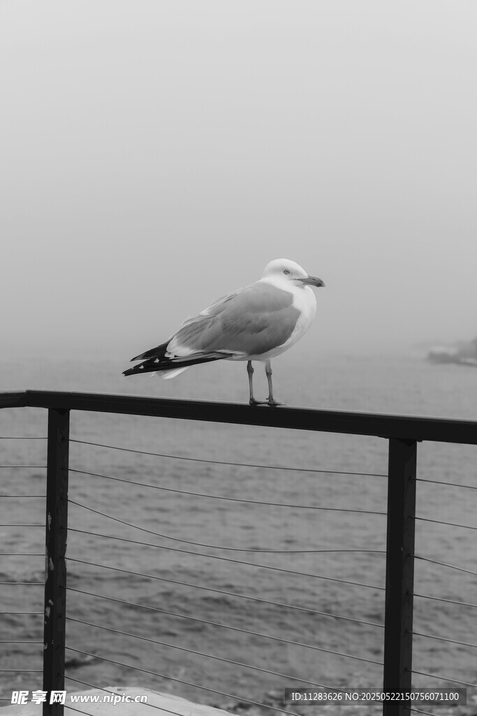 海鸥立于栏杆眺望远方