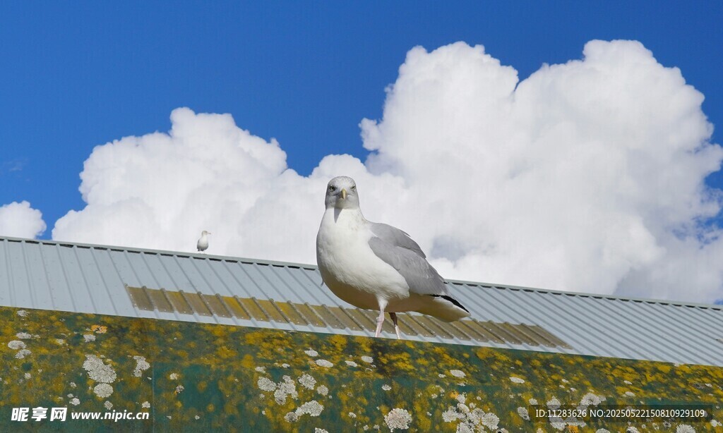 屋顶海鸥望蓝天