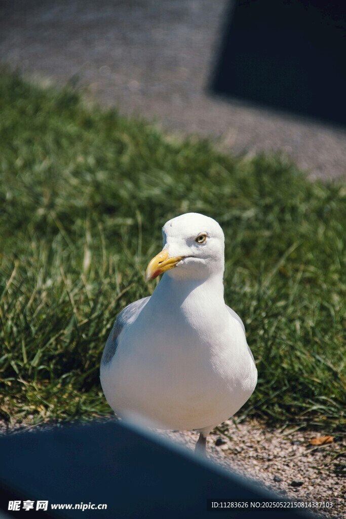 草地上的白海鸥