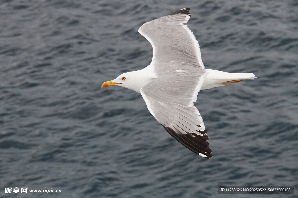海鸥于海面翱翔