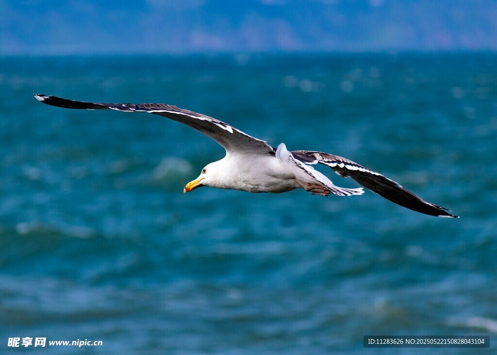 海鸥翱翔于蔚蓝海面