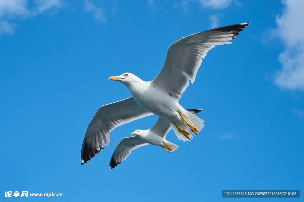 蓝天中翱翔的两只海鸥