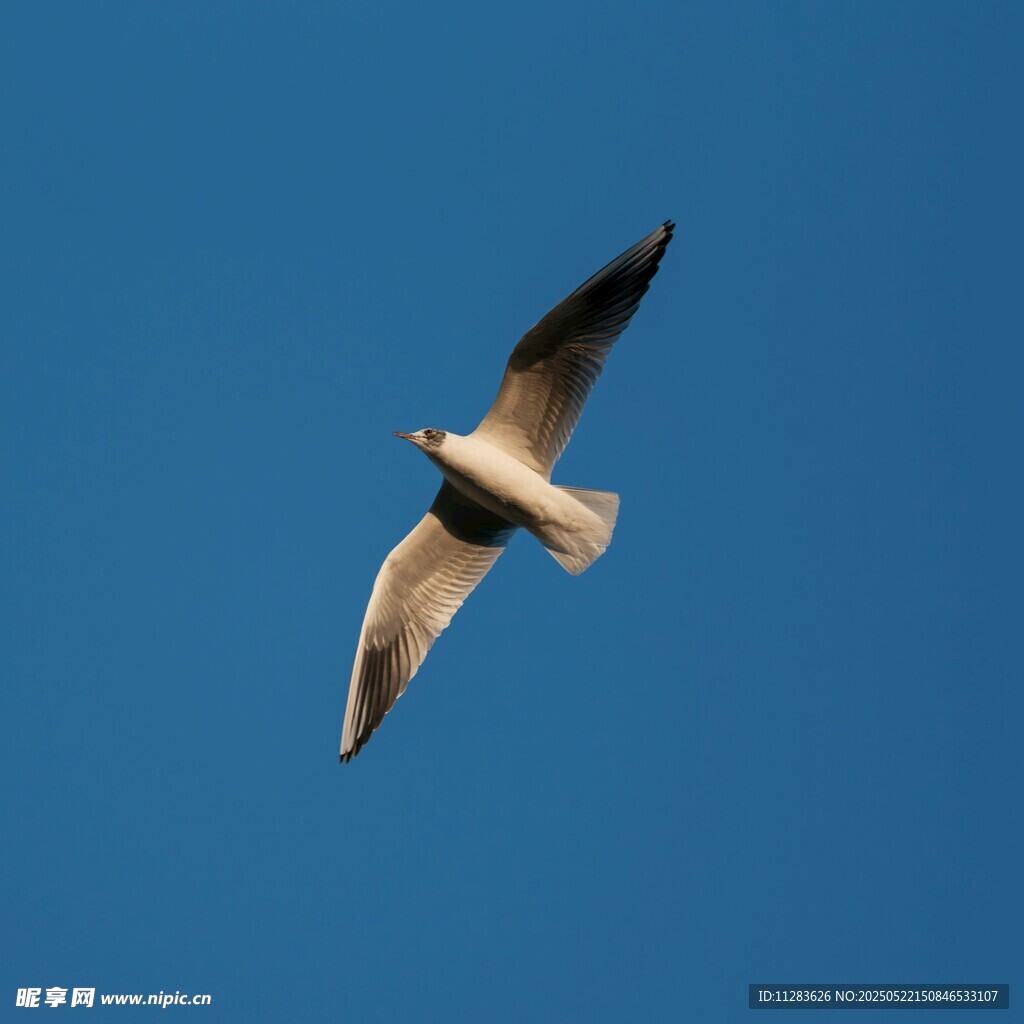 蓝天中翱翔的飞鸟