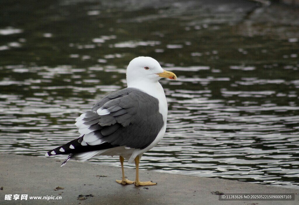 海边站立的海鸥