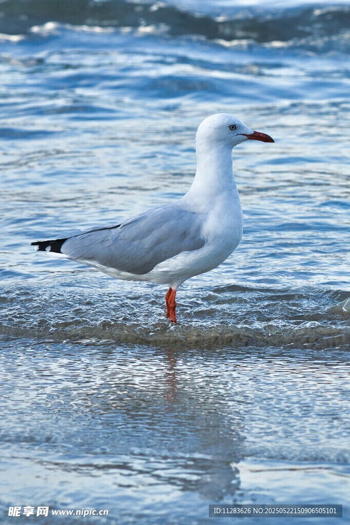 海边漫步的白色海鸥