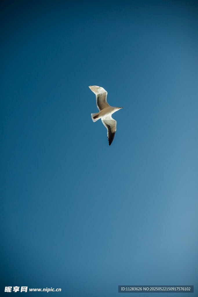 蓝天中翱翔的白色飞鸟