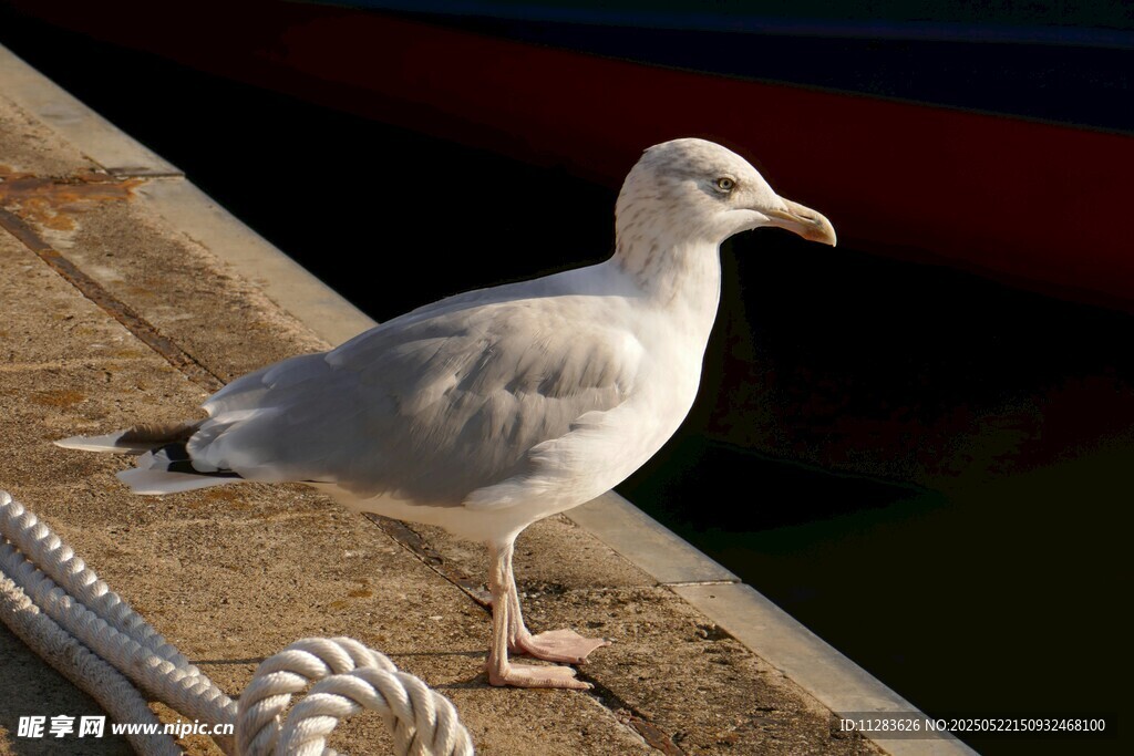 码头边站立的白色海鸥