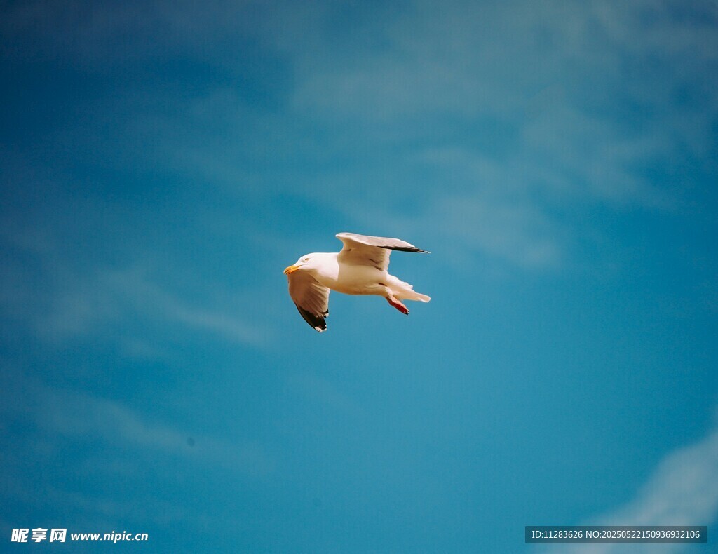 蓝天中翱翔的白色飞鸟