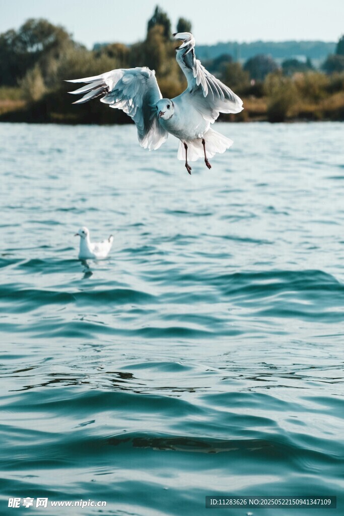 海鸥于碧波上展翅飞翔