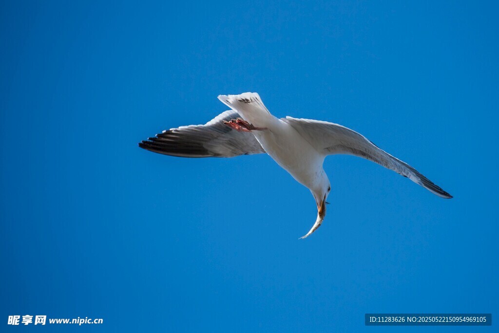 蓝天中翱翔的海鸥