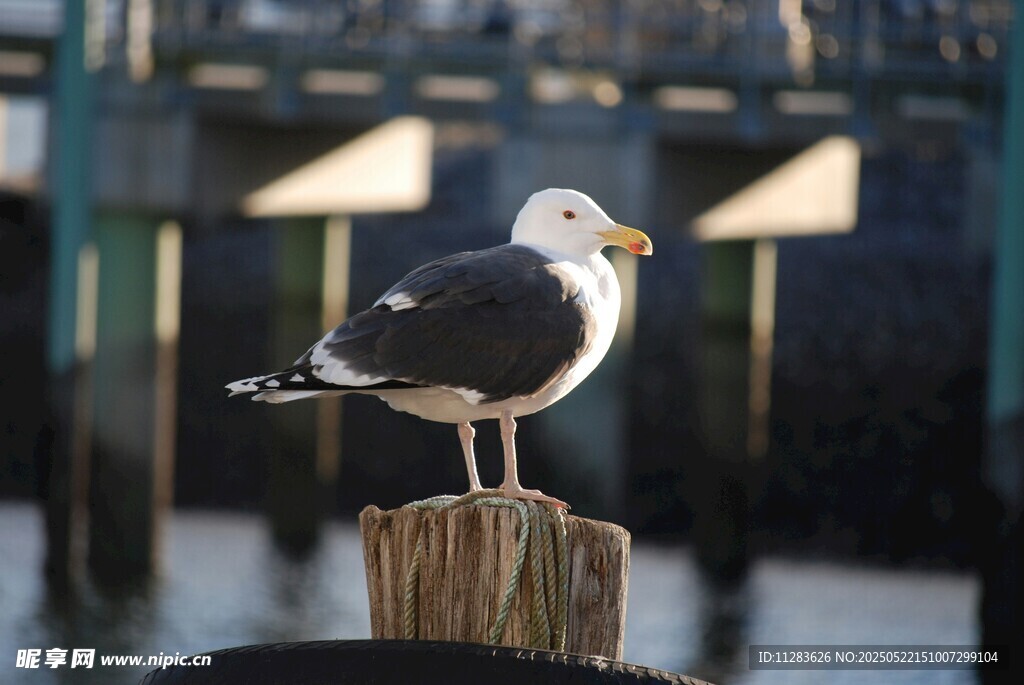 海鸥立于木桩上