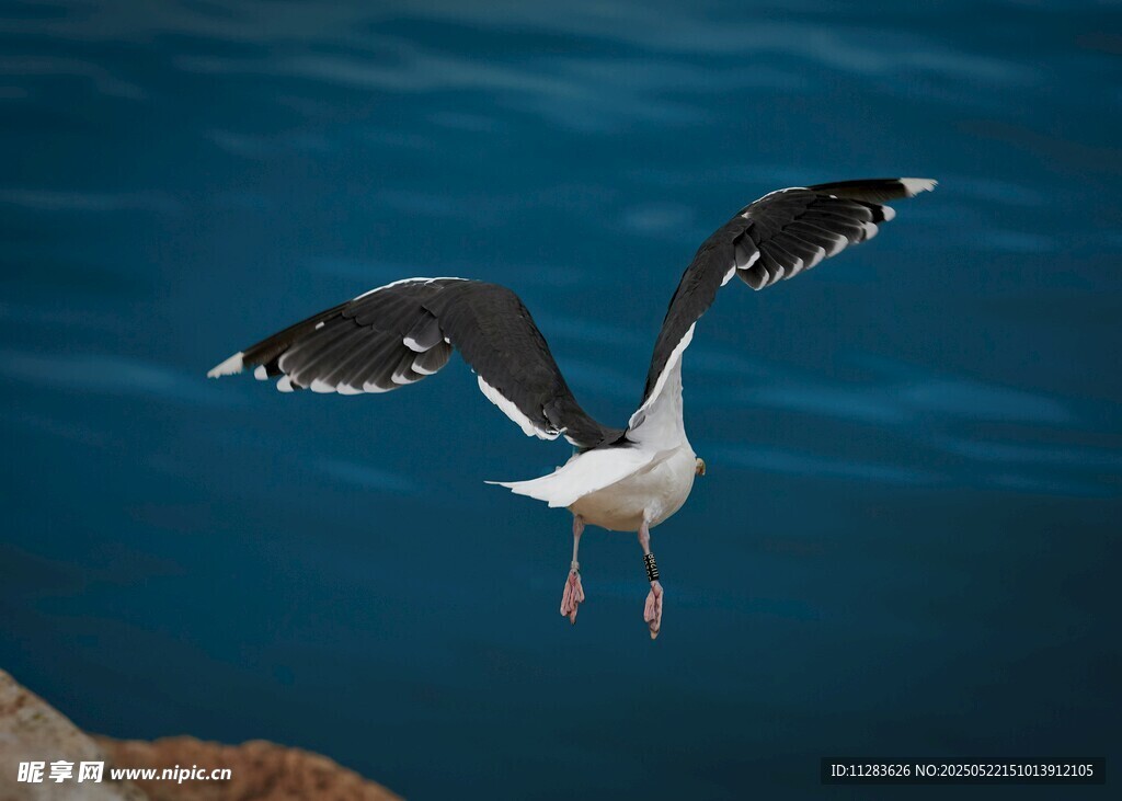 海鸥展翅于蓝色海面