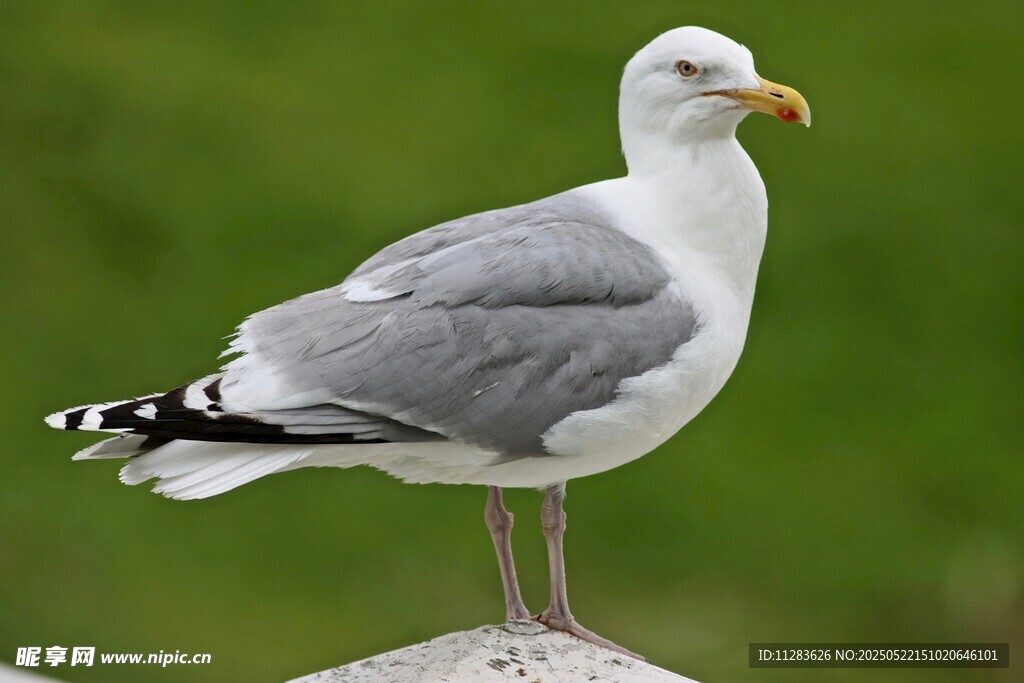 灰白海鸥独立于石上