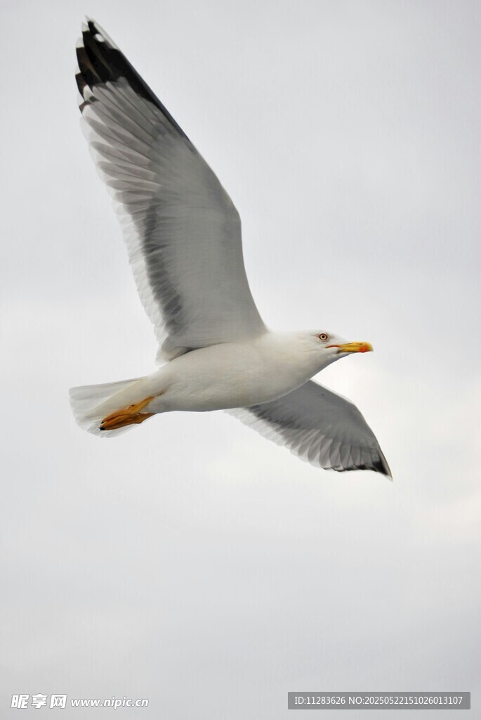 翱翔天际的海鸥