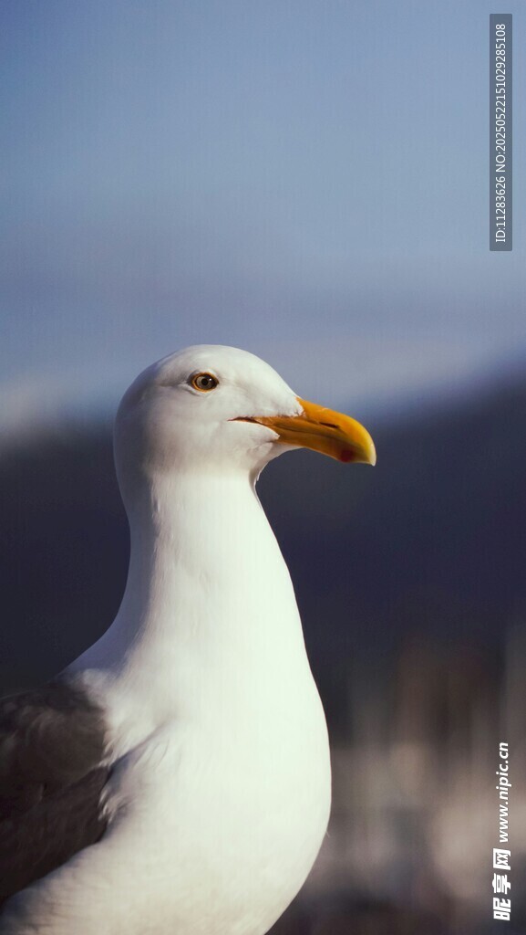 海边白海鸥特写