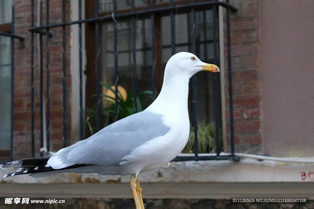 窗边站立的灰白海鸥