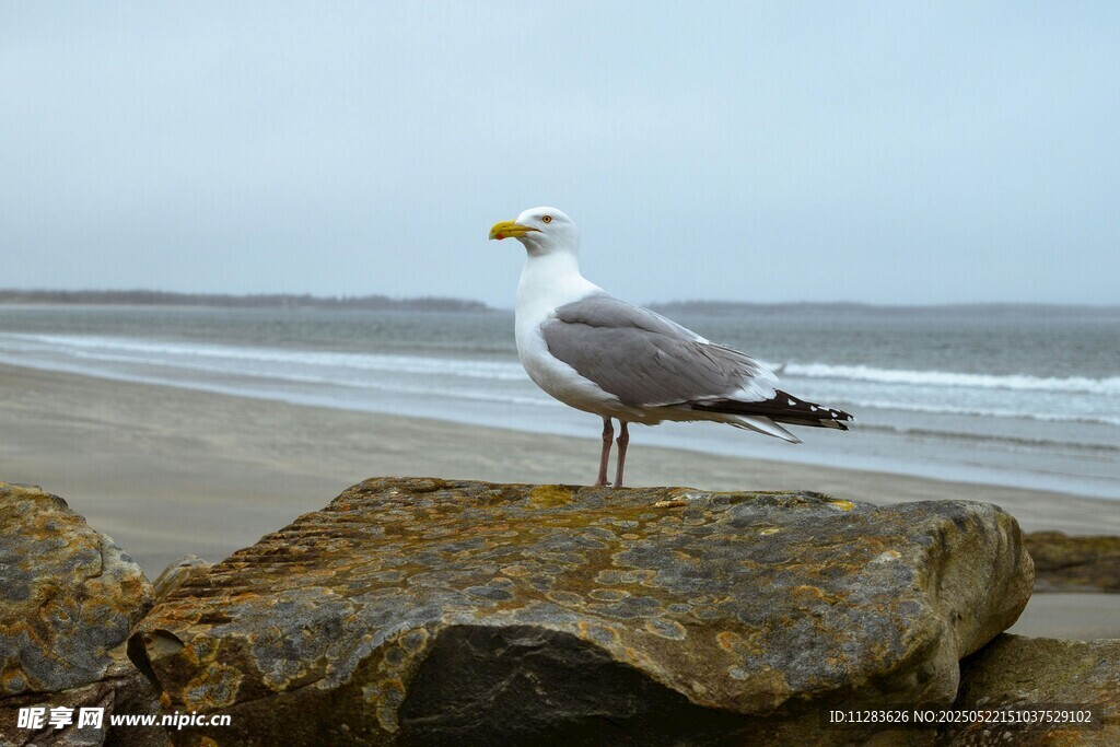 海边岩石上的孤独海鸥